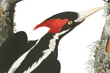 Ivory-billed woodpecker