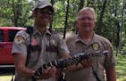 This alligator was retrieved Tuesday near Pillager, Minn. ORG XMIT: 2qrV5Z1ojxG8iuc1gMwr
