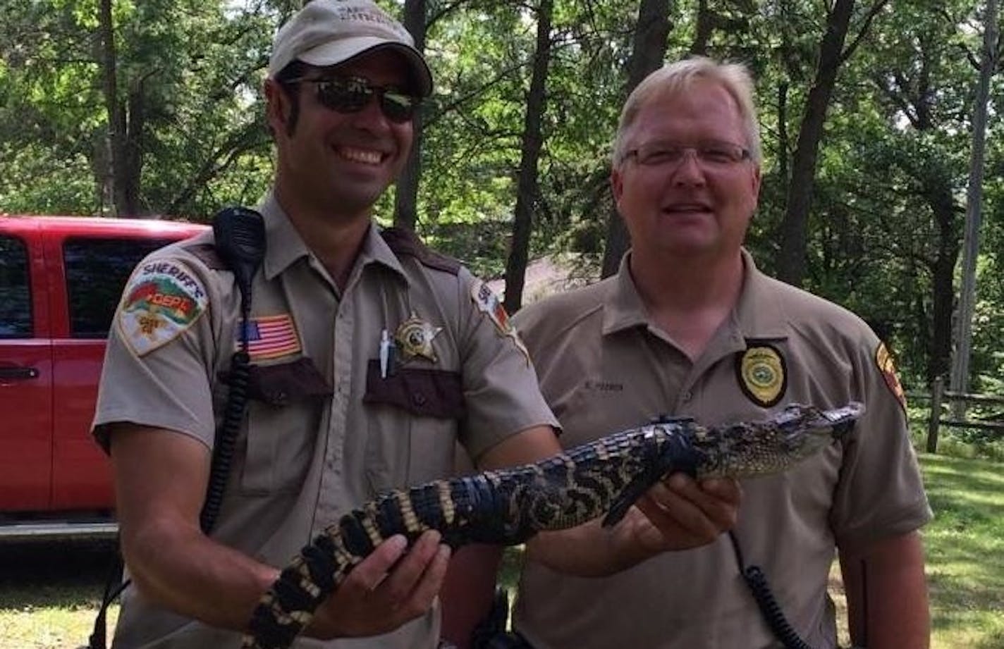 This alligator was retrieved Tuesday near Pillager, Minn. ORG XMIT: 2qrV5Z1ojxG8iuc1gMwr