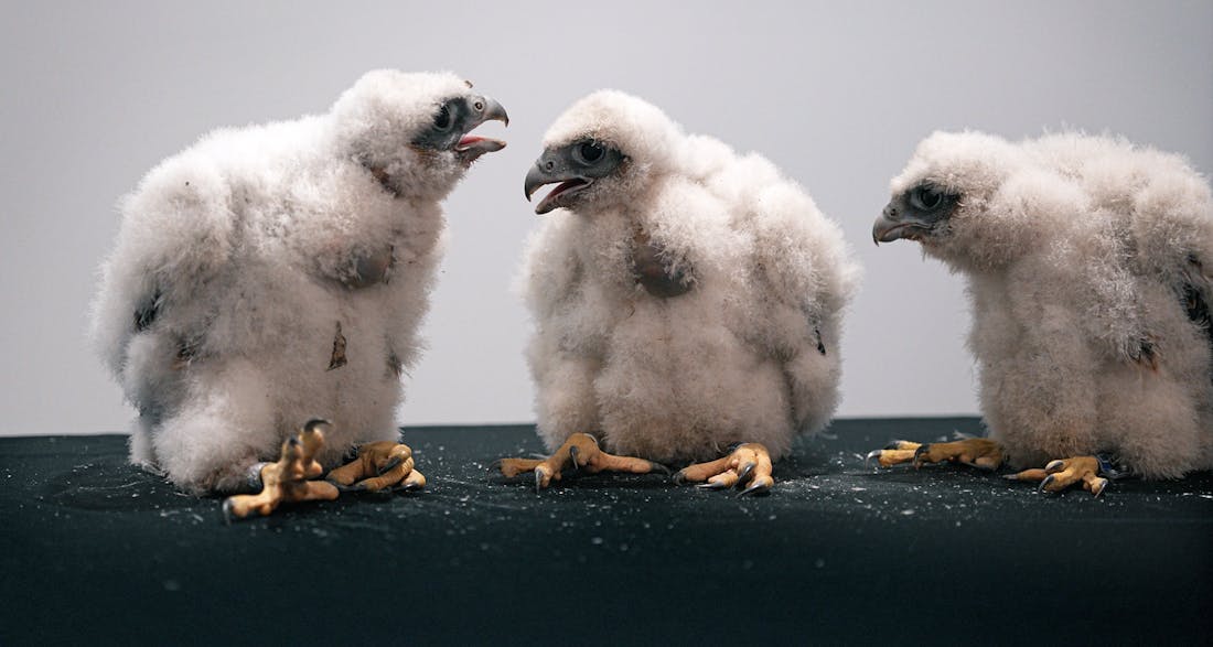 Young peregrine falcons learn to fly over Mayo Clinic in Rochester