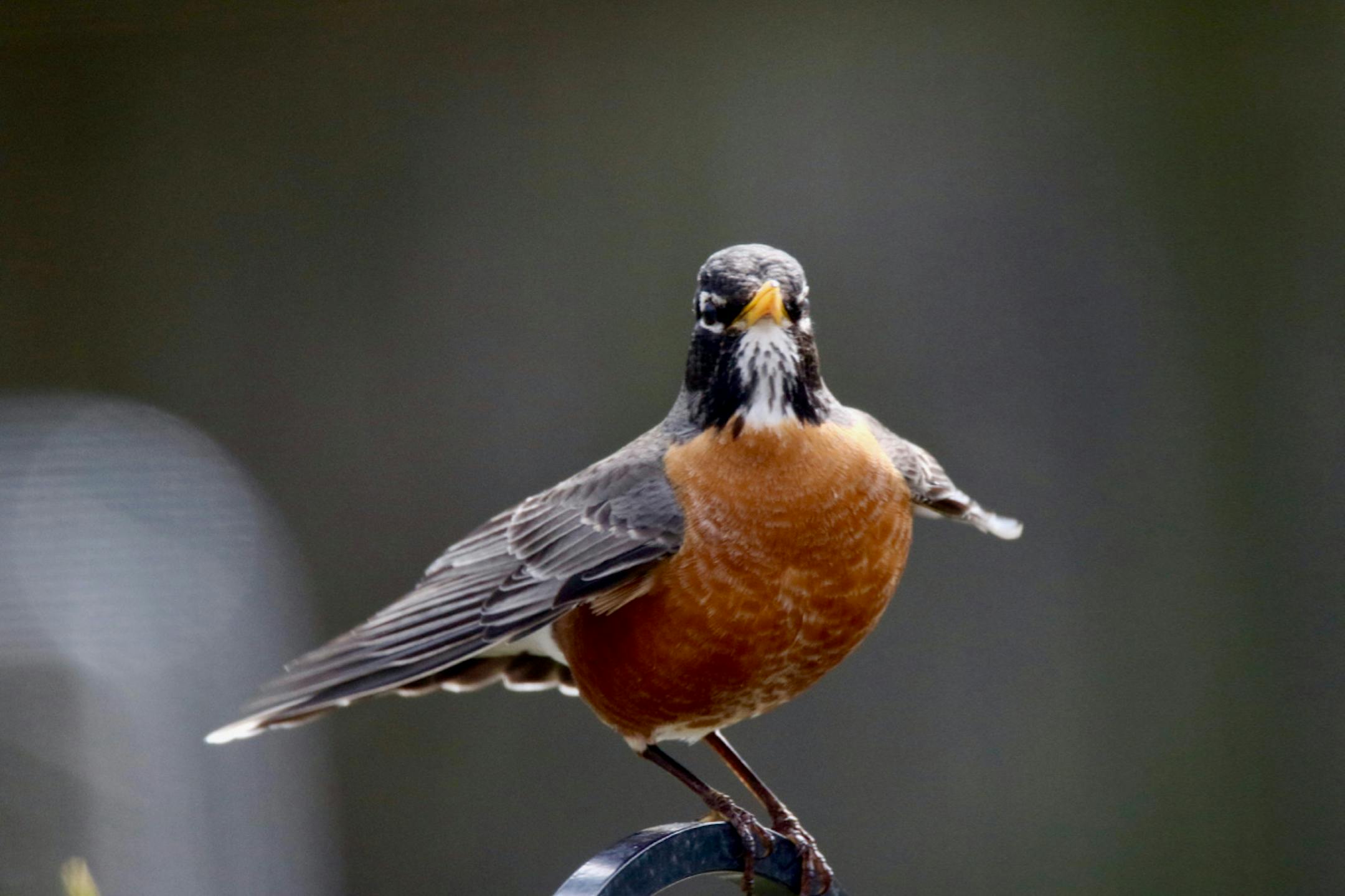 A robin perches with wings spread looking directly at the camera.