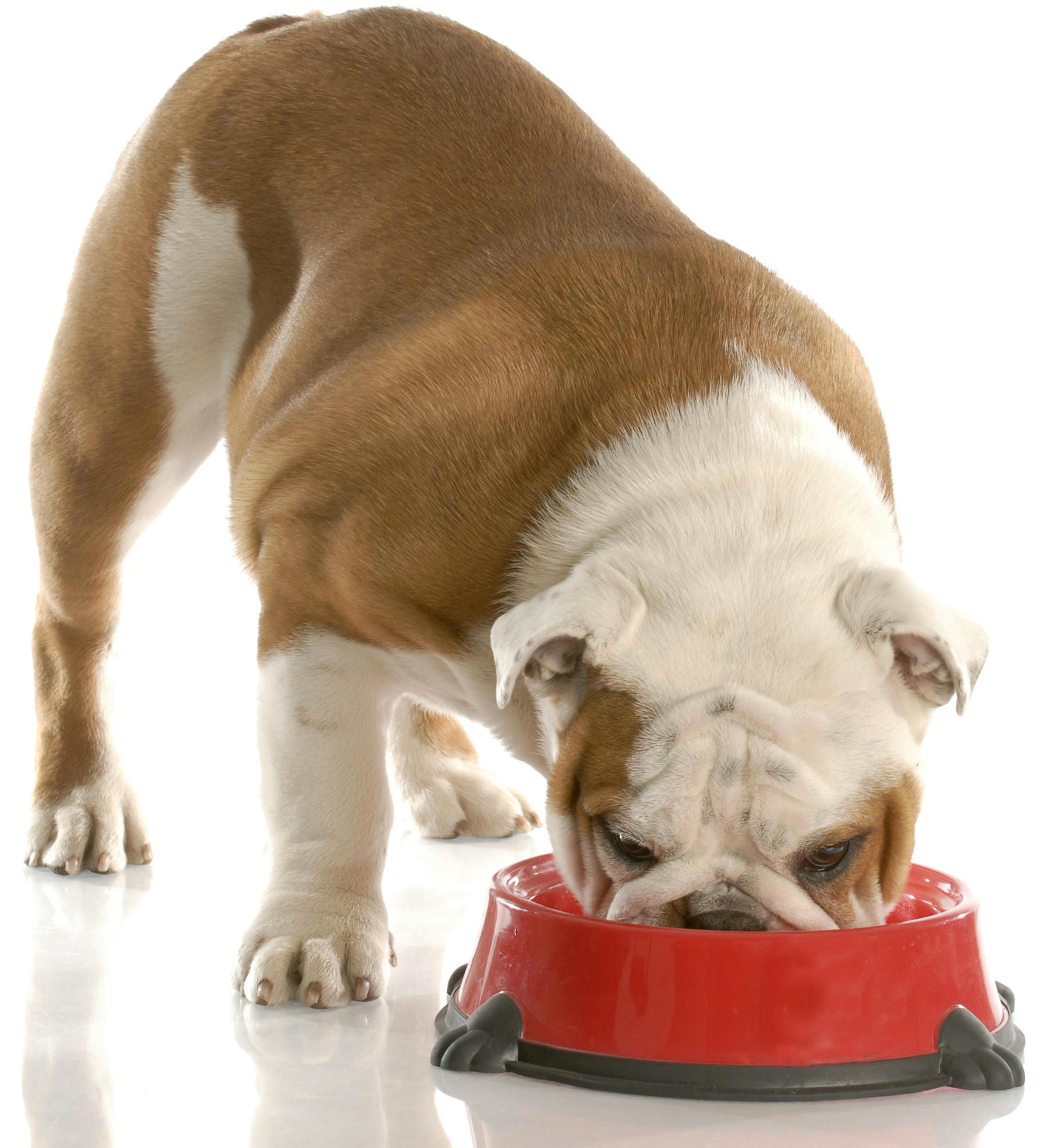 english bulldog standing eating out of red dog food dish with reflection on white background
istock
