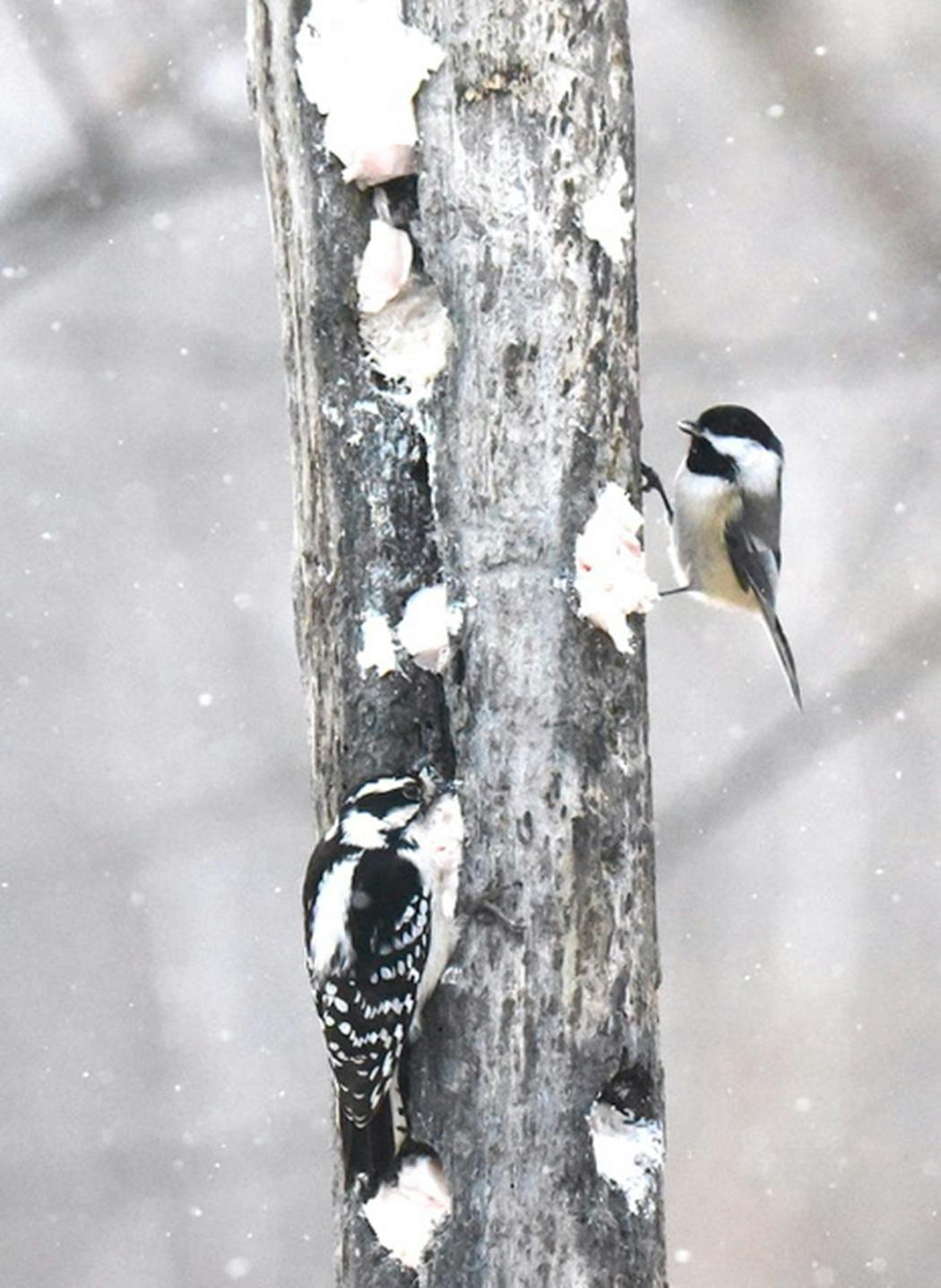 Suet is popular with winter birds.