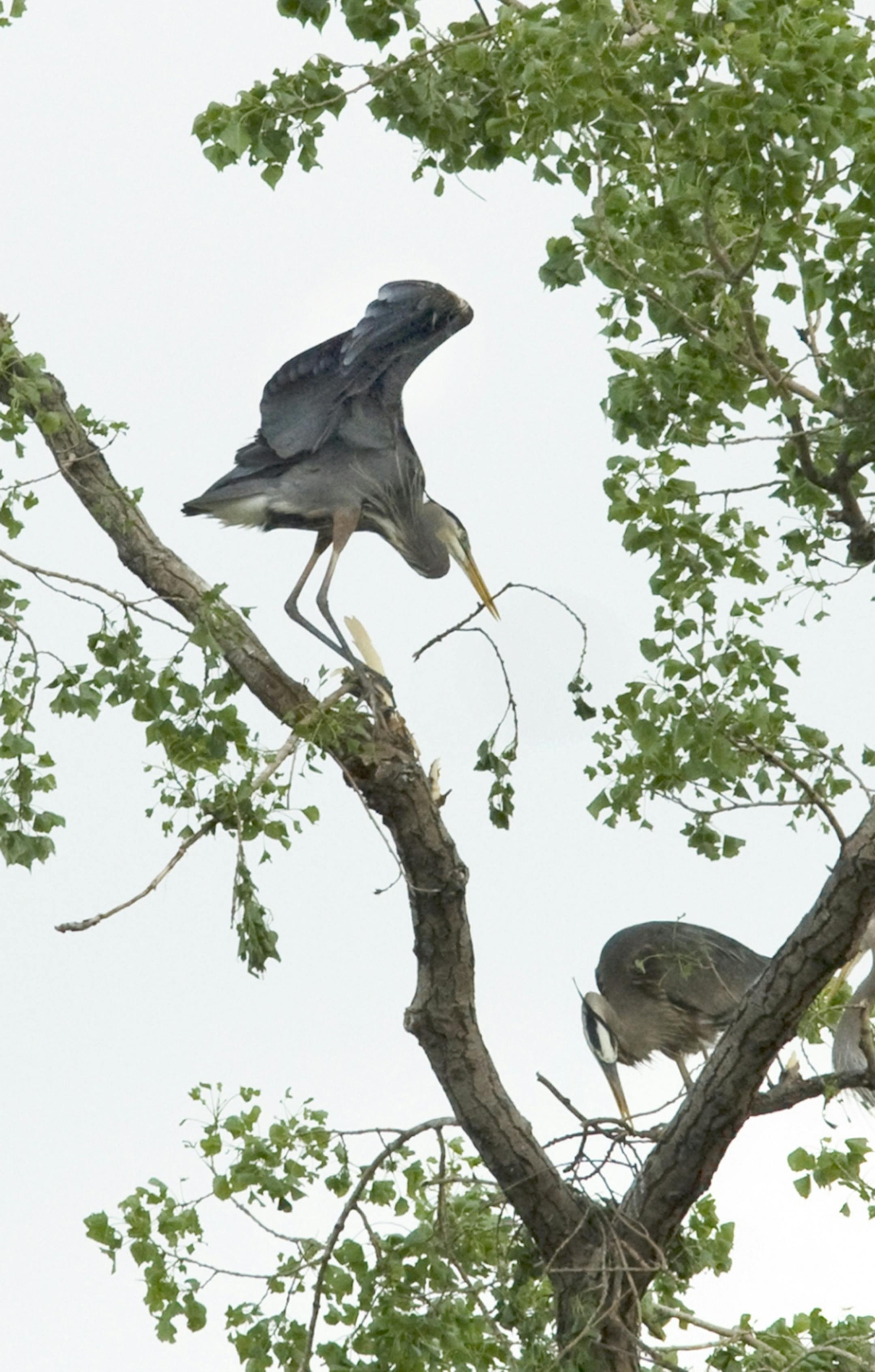 A pair of great blue herons gather nesting material in the wake of Sunday's tornado.