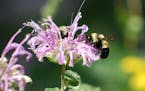 The photo provided by amateur Illinois bee spotter Johanna James-Heinz, shows a rusty-patched bumblebee, on Aug. 14, 2008, in Peoria, Ill. It is one o