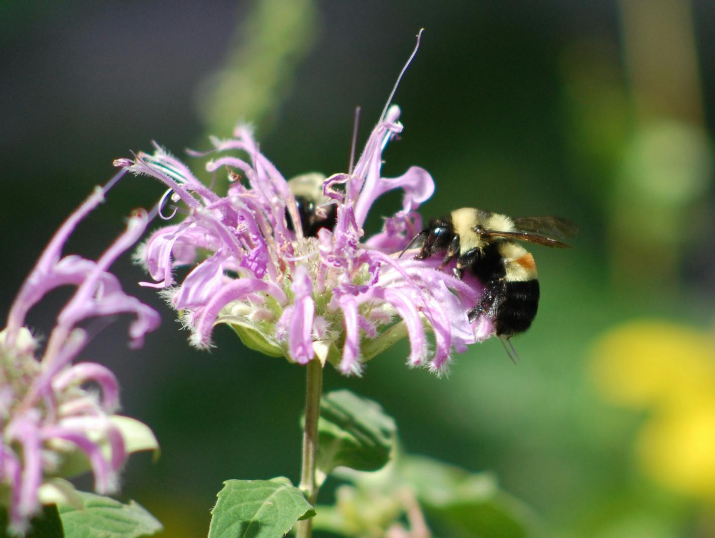 The photo provided by amateur Illinois bee spotter Johanna James-Heinz, shows a rusty-patched bumblebee, on Aug. 14, 2008, in Peoria, Ill. It is one of four types of bumblebees researchers say is in trouble. (AP Photo/Johanna James-Heinz)