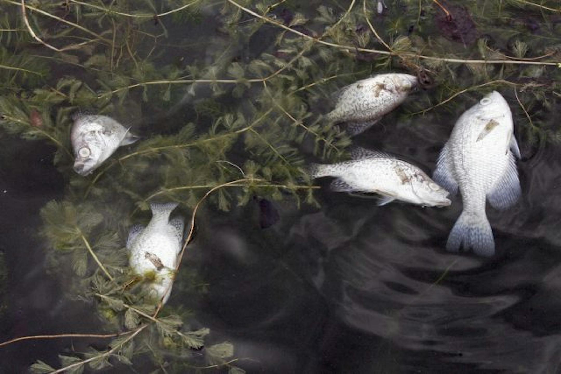 Dead fish on the surface of Lake Harriet. for rotator image