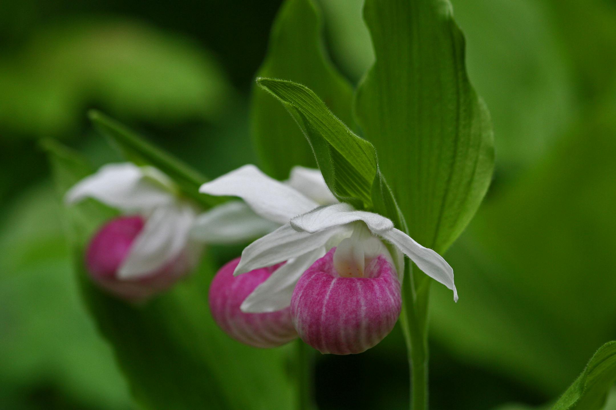Showy lady's slipper