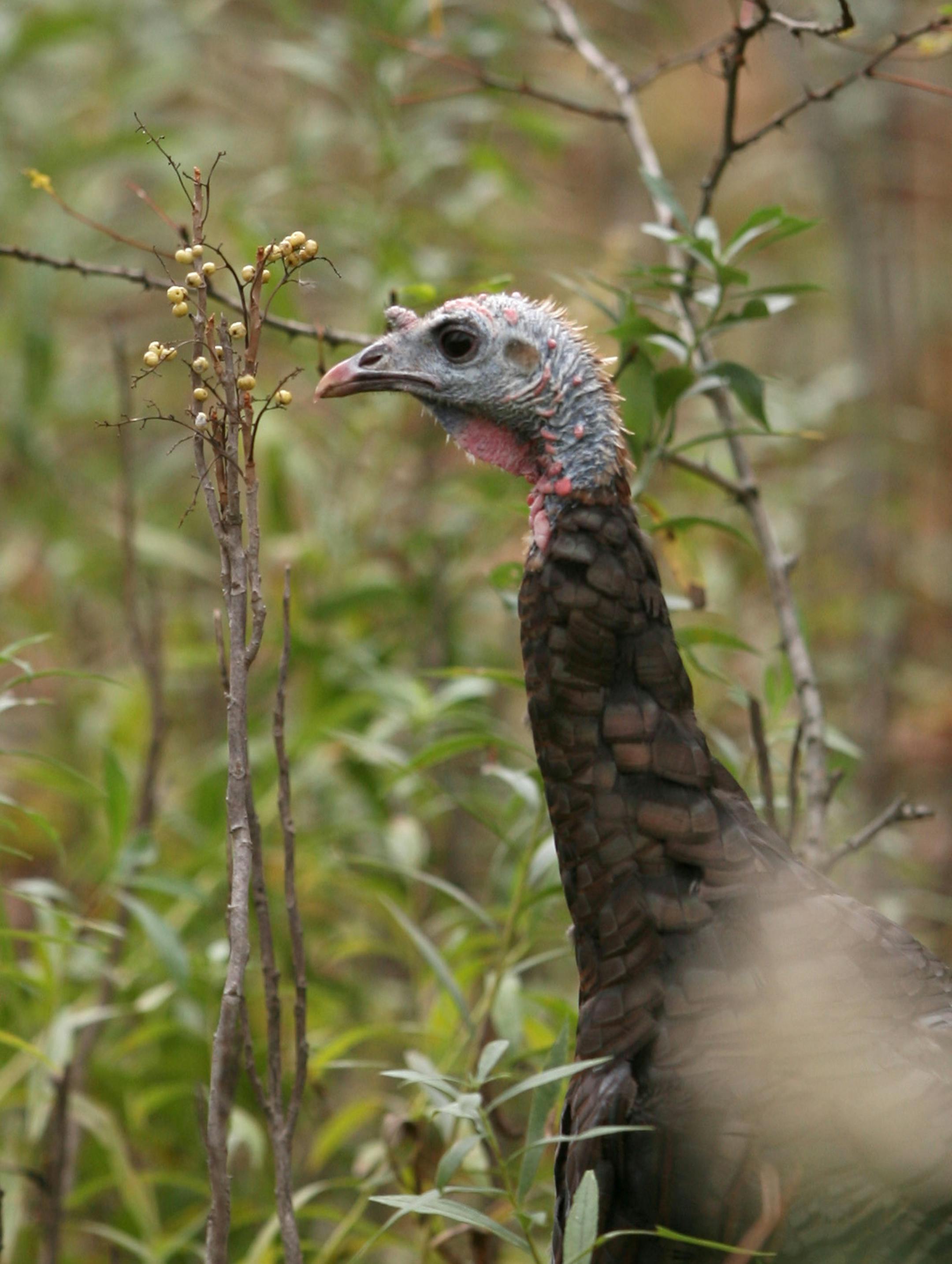 A wild turkey pecked at buds on a twig while foraging for food at Hyland Lake Park Reserve Tuesday afternoon.