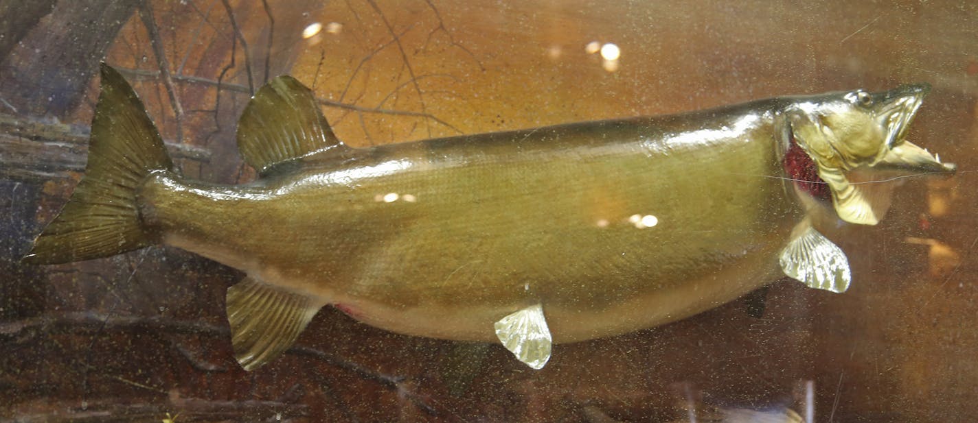 Or is this the record muskie? Retired Vikings coach Bud Grant says he hooked this fish and fought it a long while as a young man. But the fish broke his line and was caught days later by a drunk Canadian angler who hauled it to a Duluth taxidermist for mounting. The fish reportedly weighed 70 pounds 4 ounces. But the taxidermist skinned the fish before its weight could be verified on a certified scale.