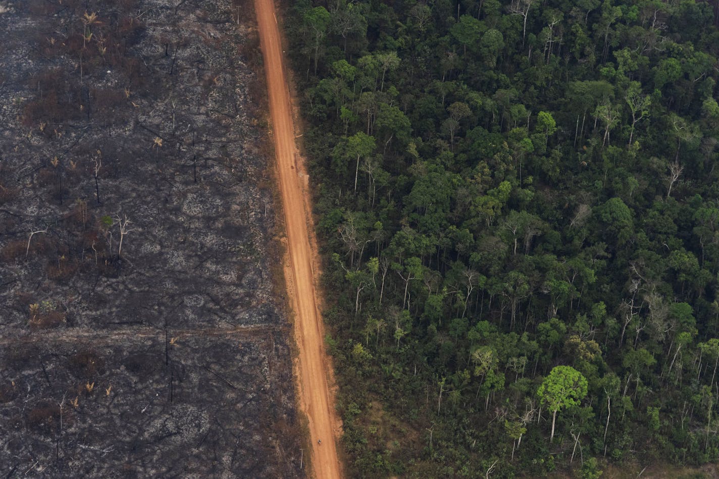 A lush forest sits next to a field of charred trees in Vila Nova Samuel, Brazil, on Tuesday, Aug. 27, 2019. The current fires in the Amazon were set by those who are clearing the forest for cattle ranching and crops. About 60% of the Amazon rainforest is in Brazil. (AP Photo/Victor R. Caivano)