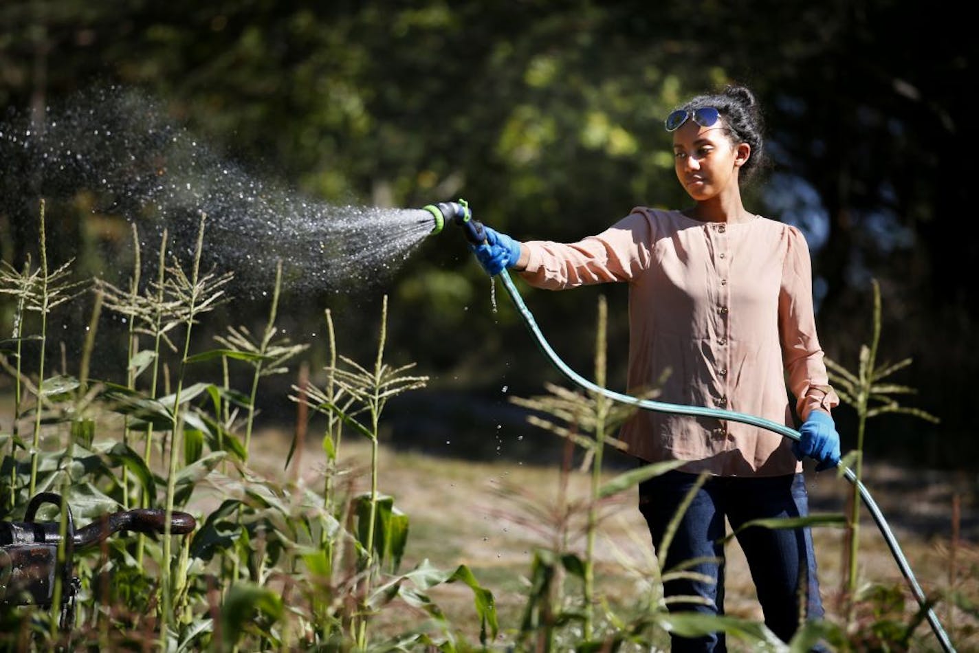 On the Inver Grove Community College campus, August Hoffman, who is a professor of psychology at Metro State, studies how gardening is an important community building activity and can bridge the ethnic divide. He juxtaposes that with screen time, which in his opinion isolates. Here, student Barni Hussein waters the corn in the vegetable garden.