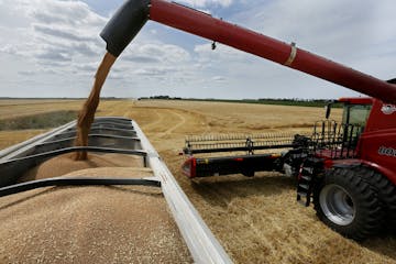 A wheat farm near Wolverton, MN. (BRIAN PETERSON/Star Tribune file photo)