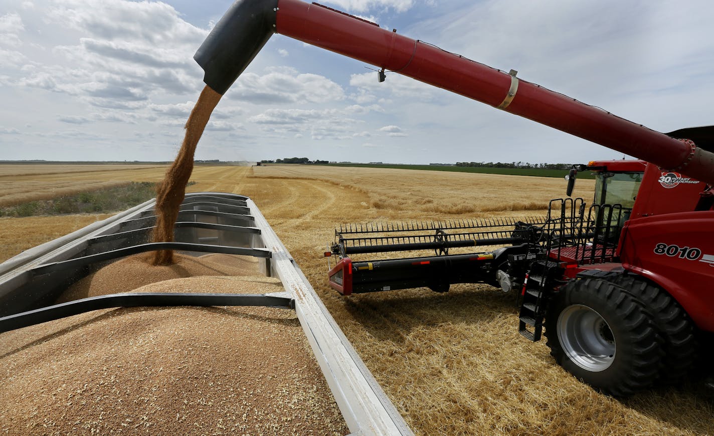 A wheat farm near Wolverton, MN. (BRIAN PETERSON/Star Tribune file photo)