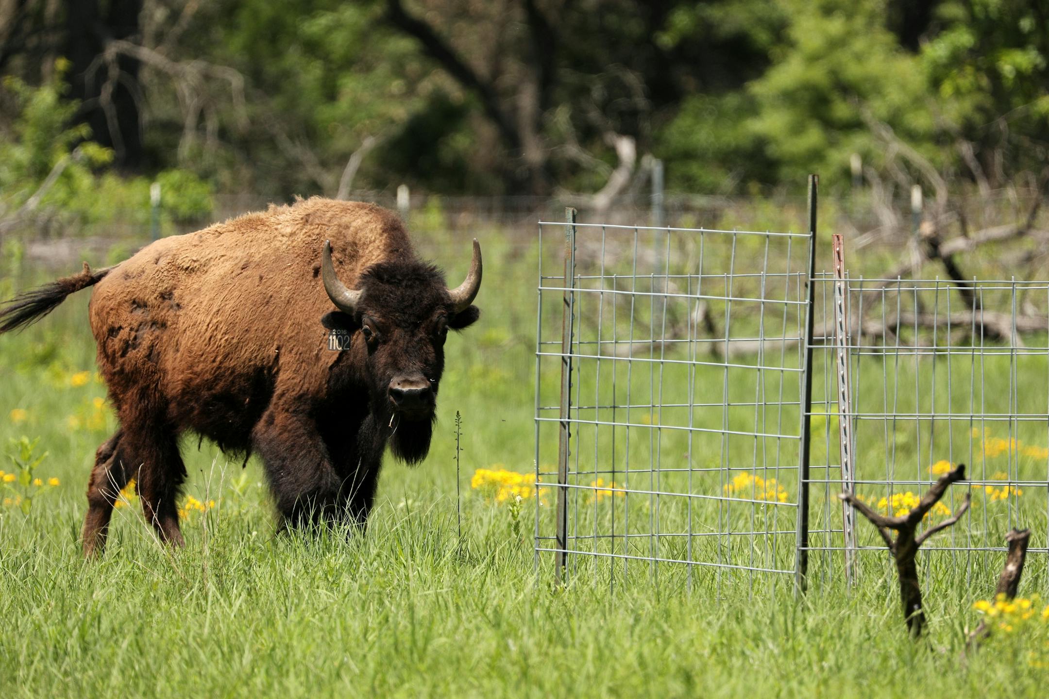 Bison from North Star Bison in Wisconsin roamed their new home Wednesday at the University of Minnesota's Cedar Creek Ecosystem Science Reserve in East Bethel. The area at right is a fenced in control area to see how the land fairs without the bison.