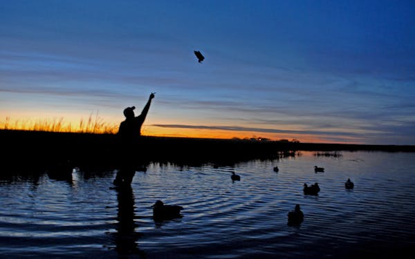 Ever-fewer hunters are finding fewer ducks, despite waterfowl managers reports of plentiful numbers of mallards and other waterfowl.