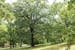 Author and naturalist Alan Branhagen's top 10 native plants. (You can see them at the Minnesota Landscape Arboretum.) 1. Shade tree: white oak (Quercu