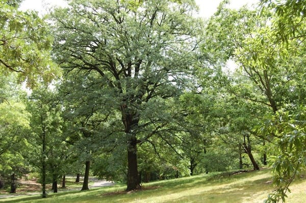 Author and naturalist Alan Branhagen's top 10 native plants. (You can see them at the Minnesota Landscape Arboretum.) 1. Shade tree: white oak (Quercu
