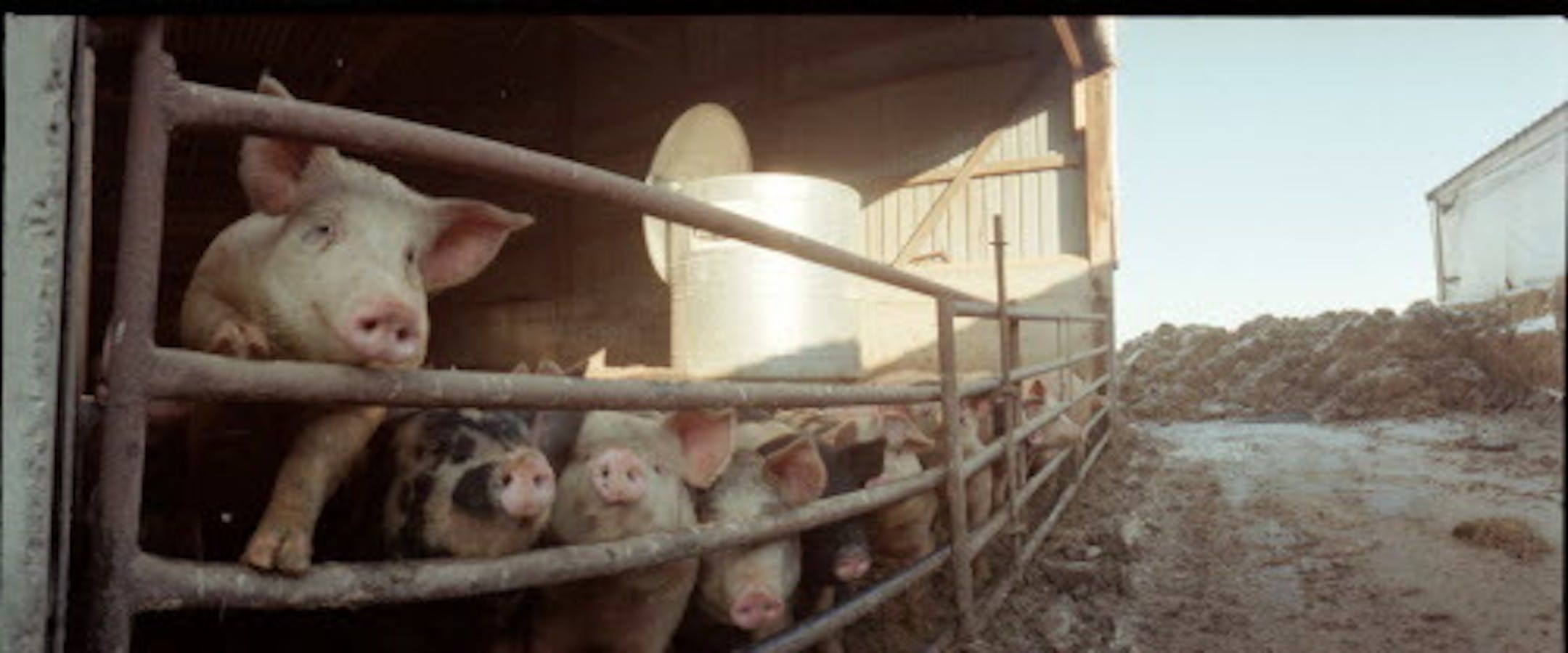 FILE - A hog feedlot in Minnesota