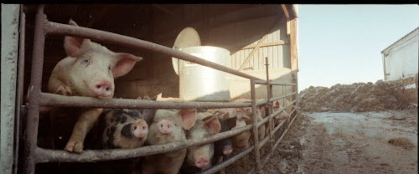 FILE - A hog feedlot in Minnesota