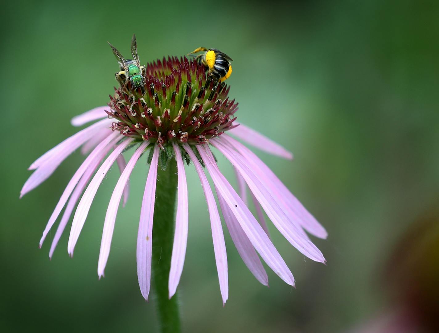 A metallic green sweat bee, left, and a long- horned bee on a pale purple coneflower in the native plant garden of Heather Holm, the go-to expert on native bees, and seen Thursday, July 6, 2017, in Minnetonka, MN. Holm says the garden "becomes my experiment station for pollinators."] DAVID JOLES &#xef; david.joles@startribune.com Heather Holm, the go-to expert on native bees, an emerging piece of the save-the-pollinator puzzle.**Heather Holm,cq