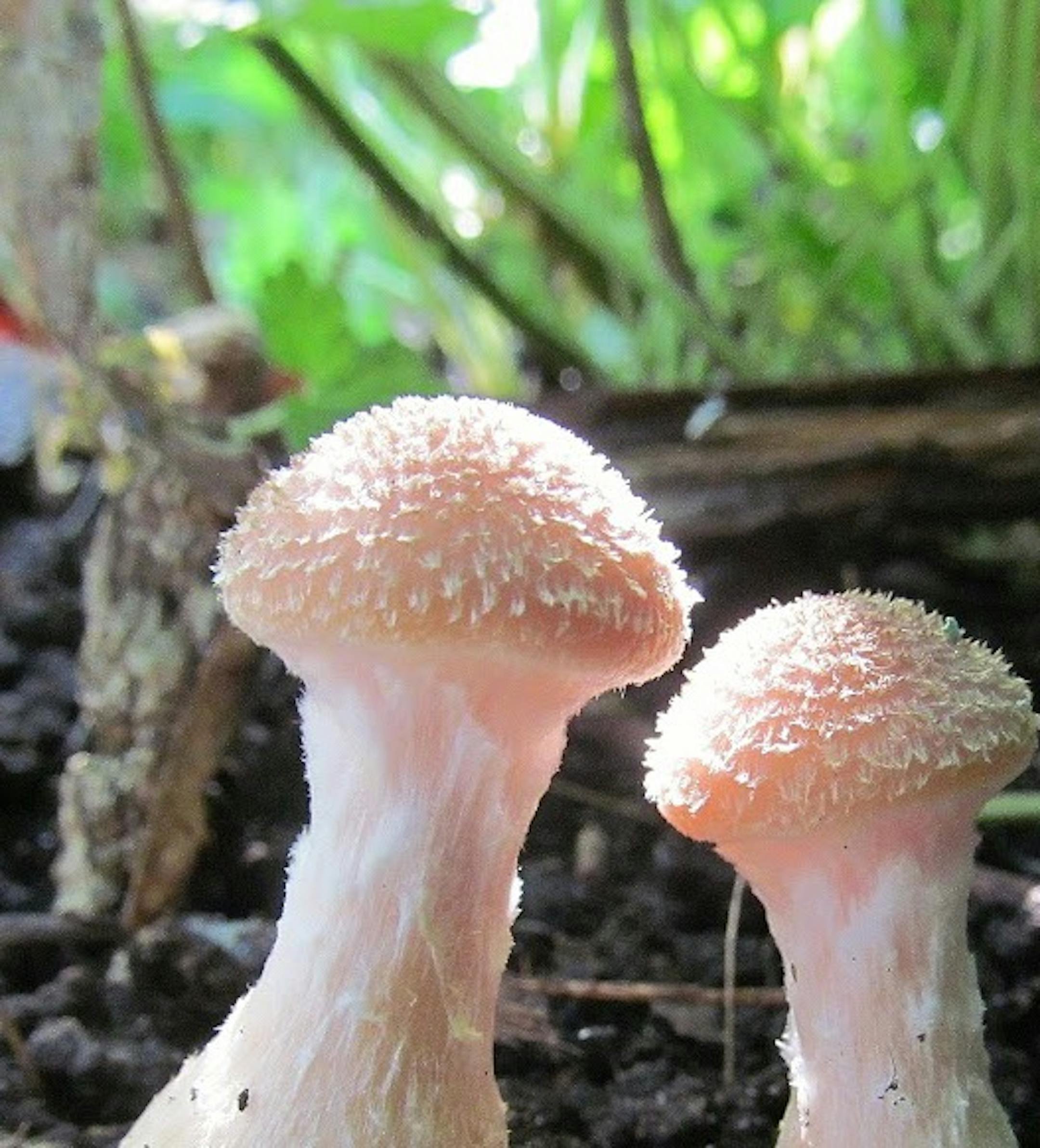 Armillaria mellea, or honey mushroom. Photo by Mike Kempenich