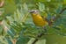 In this photo provided by New Jersey Audobon Society a Yellow-breasted Chat is seen. The bird can be one of the more challenging birds to find during 