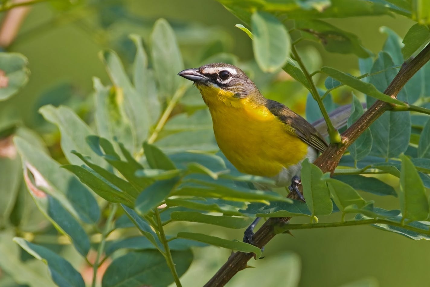 In this photo provided by New Jersey Audobon Society a Yellow-breasted Chat is seen. The bird can be one of the more challenging birds to find during the World Series of Birding. Roughly 1,000 people divided into about 100 teams are expected to take part in the 23rd annual event on Saturday, during which contestants try to record as many birds as possible within a 24-hour period. (AP Photo/New Jersey Audubon Society, Robert Lego) ** NO SALES ** ORG XMIT: WXS131