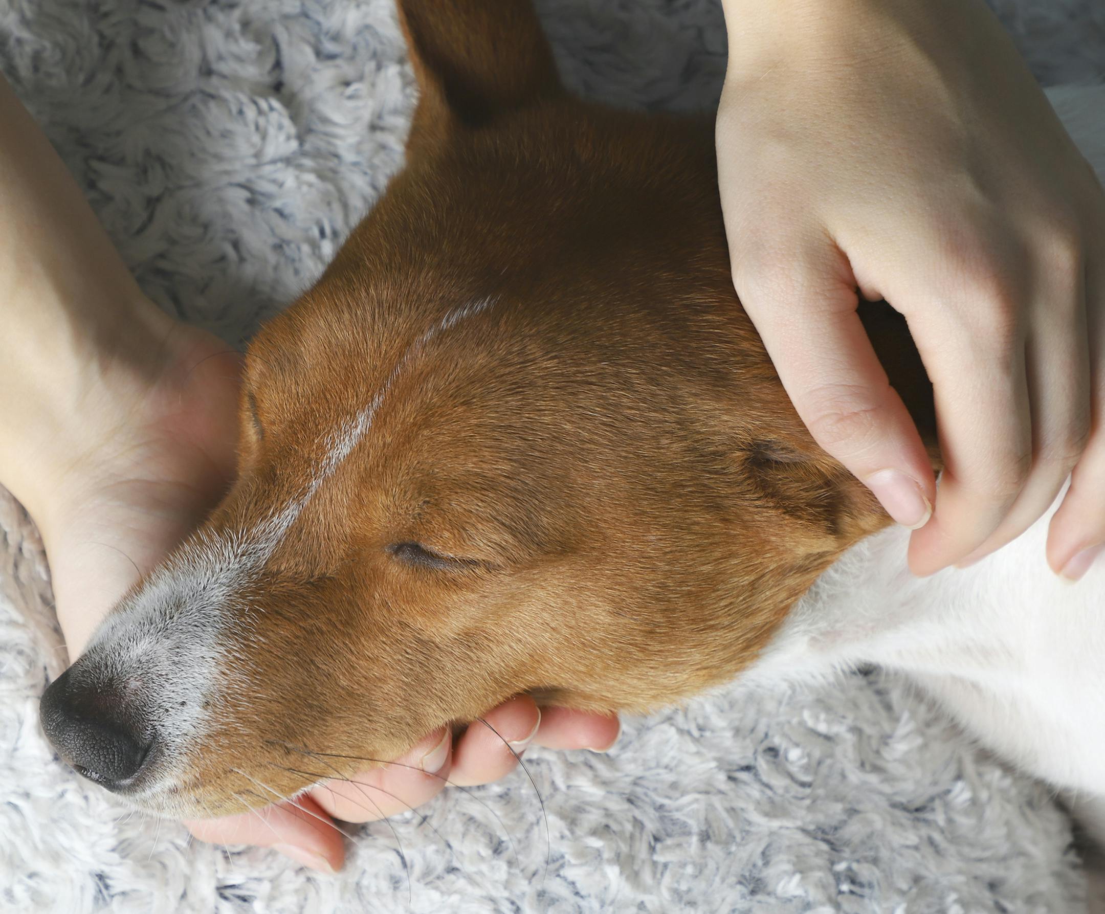 Saying goodbye to a pet is part of the inevitable sadness of owning a pet.