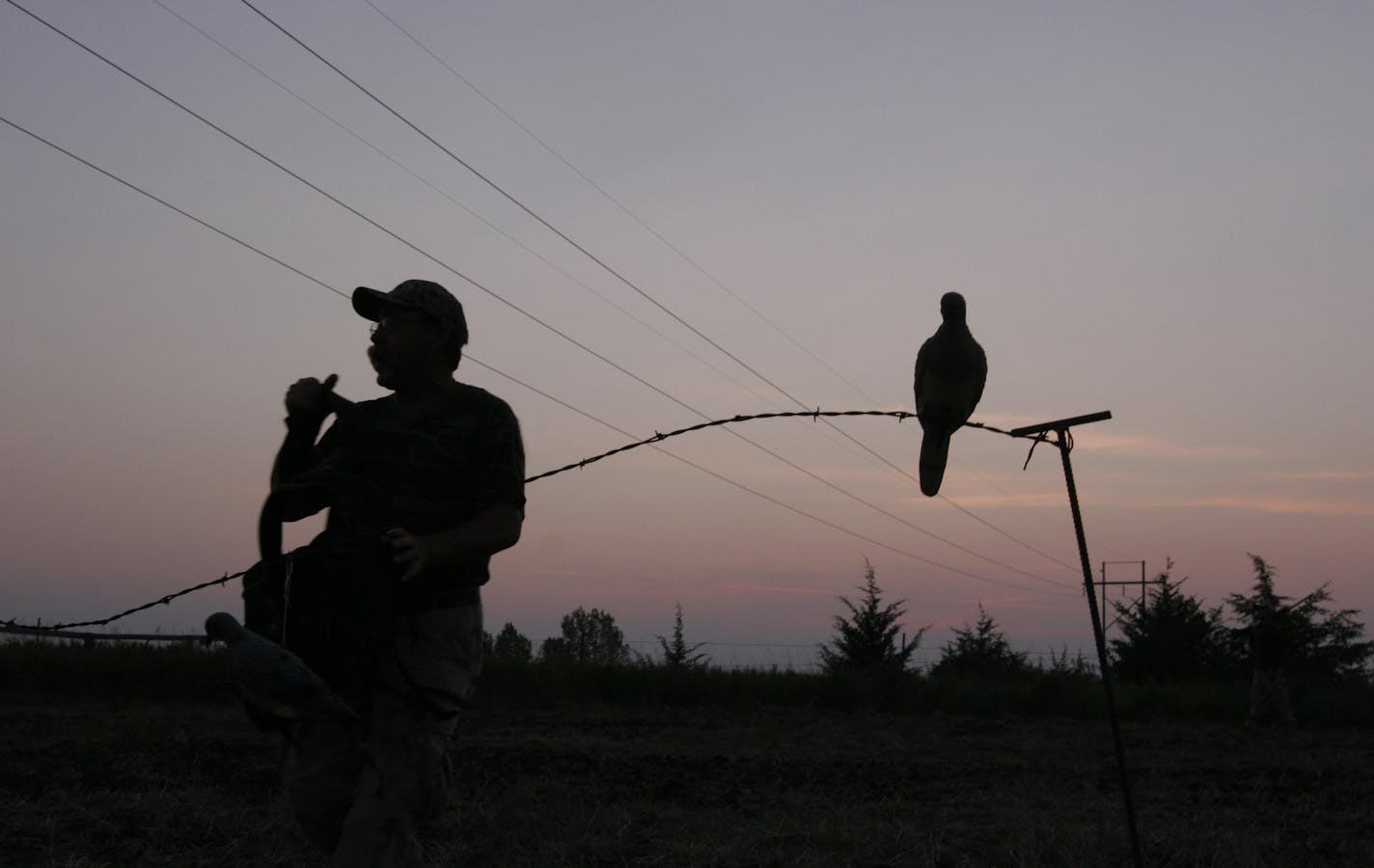 Tom Kalahar of Olivia, Minn., sets out mourning dove decoys at dawn on a string of barbed wire he's erected in a field. Kalahar had seen hundreds of doves in the field a couple days earlier, and hoped the decoys would draw them within shotgun range.