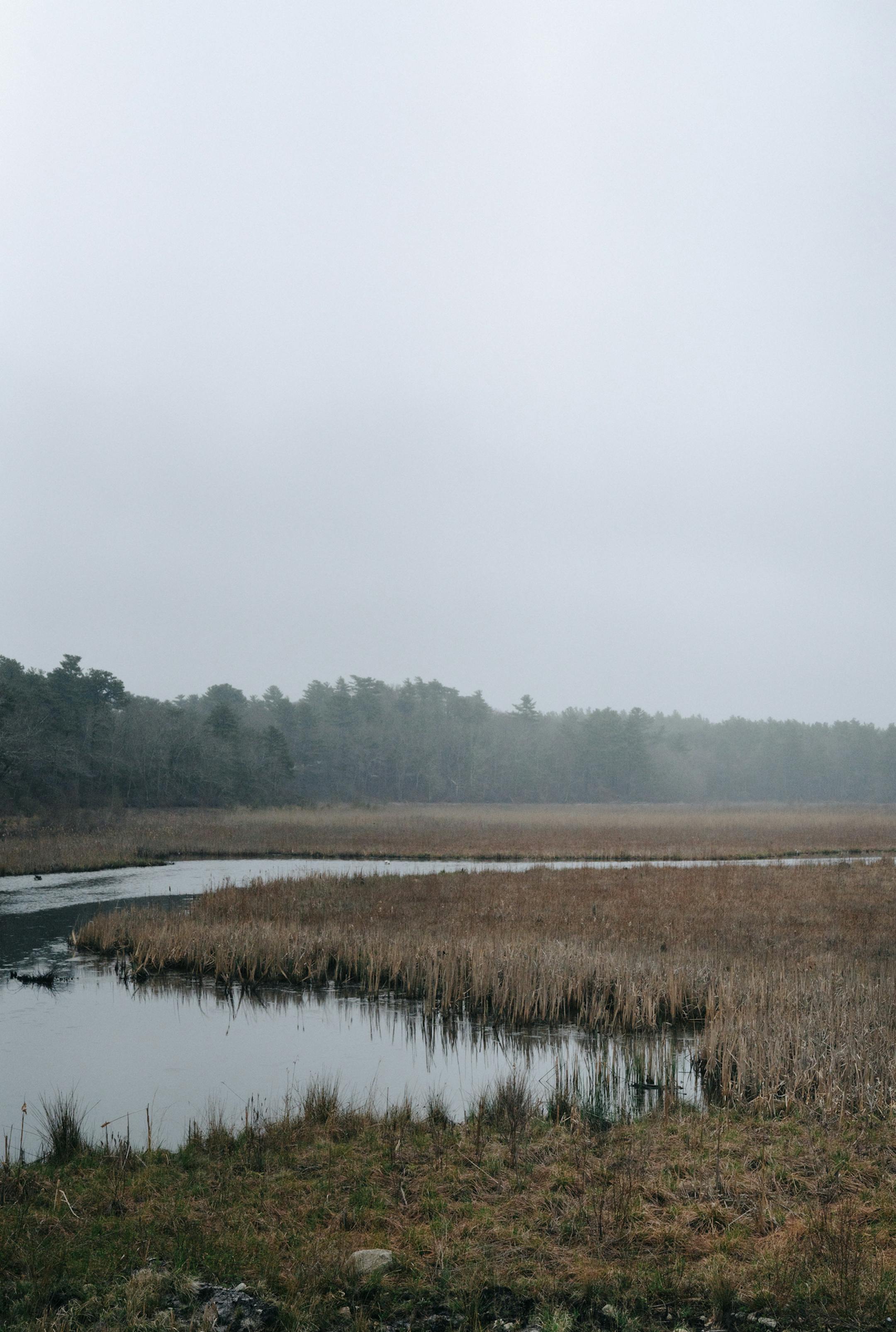 A marsh that was once a cranberry bog at Mass Audubon's Tidmarsh Wildlife Sanctuary in Plymouth, Mass., April 27, 2017. Scientists are turning a cranberry bog back into coastal wetland. The experiment is seen as a path for dormant bogs and another chance for vanishing habitat. (Tristan Spinski/The New York Times)
