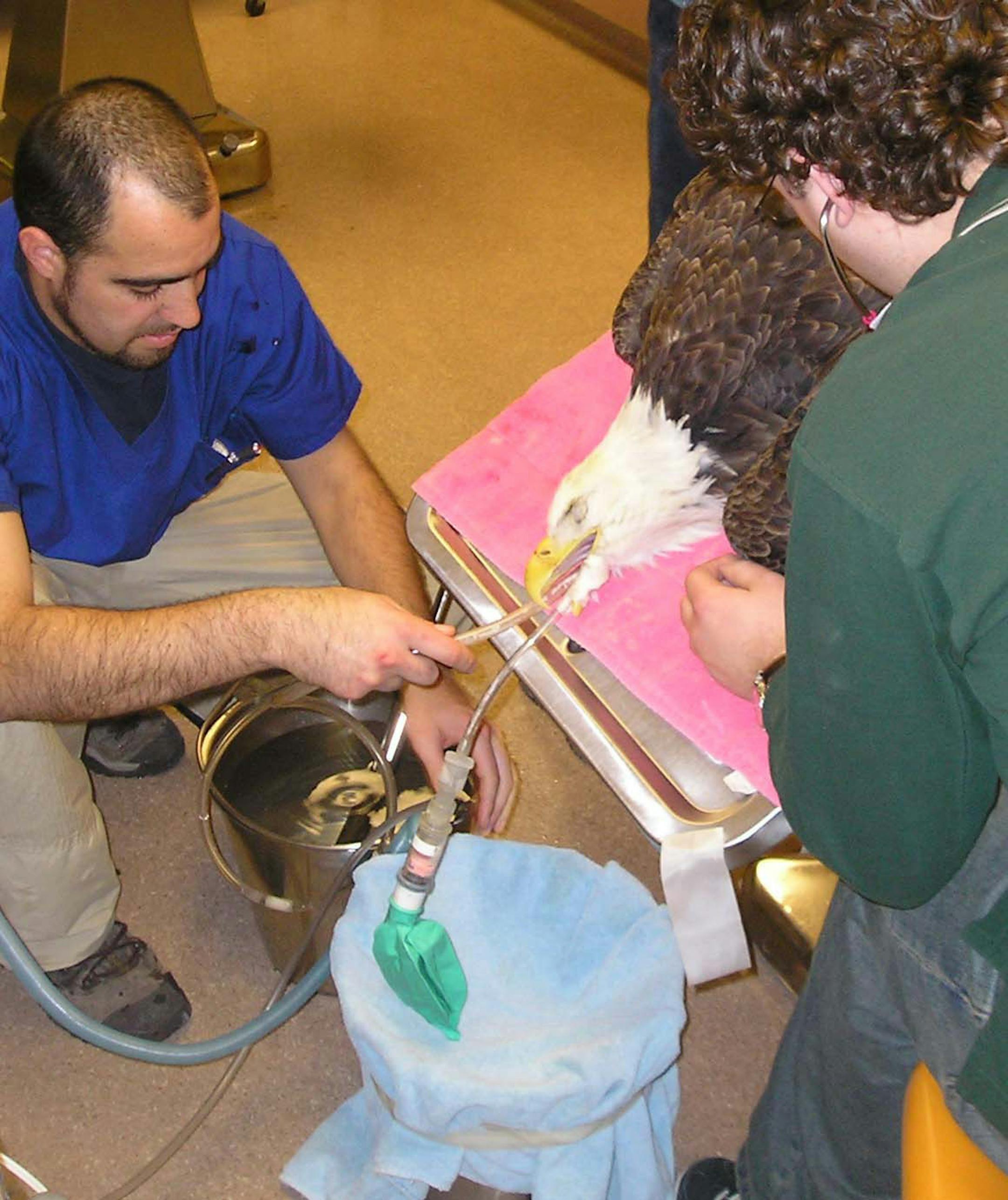 Workers at The Raptor Center at the University of Minnesota flushed lead fragments from the gastrointestinal tract of an eagle. The bird was anesthetized for the procedure, and then water was pumped into its stomach to remove fragments it had swallowed. The effort didn't save this eagle.