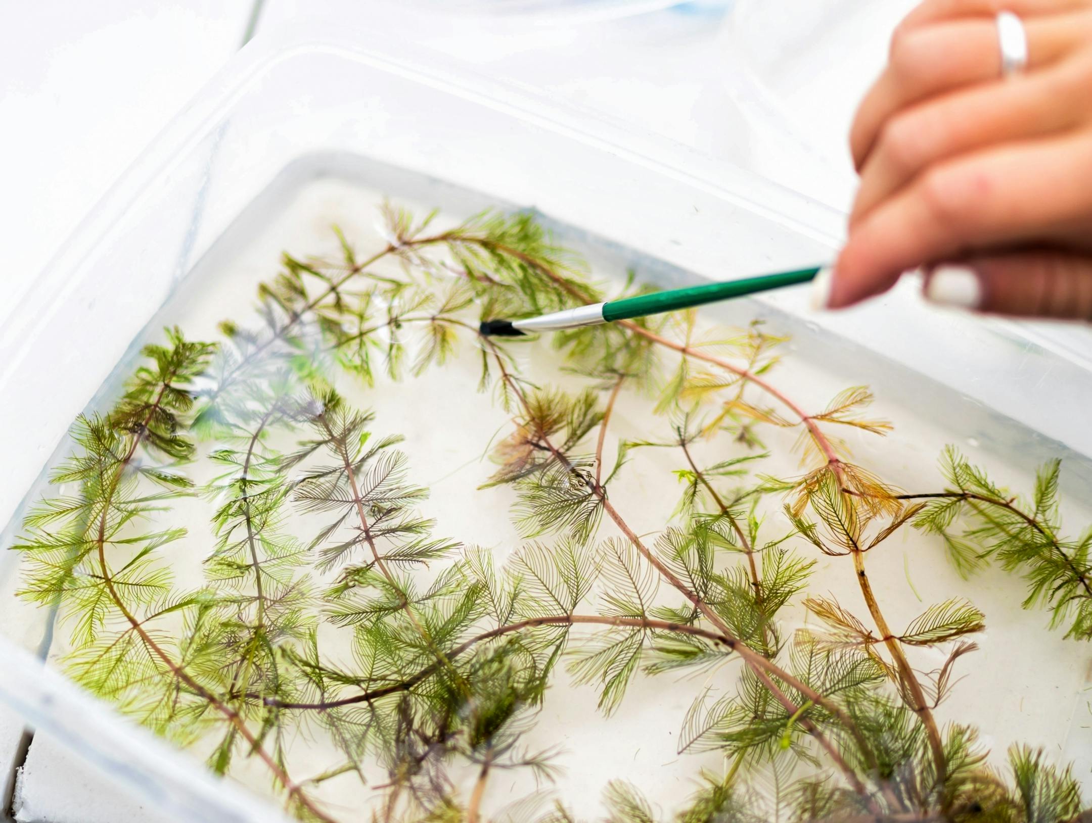 Greta Brag searched milfoil strands to count the numbers of adult weevils attached to them.