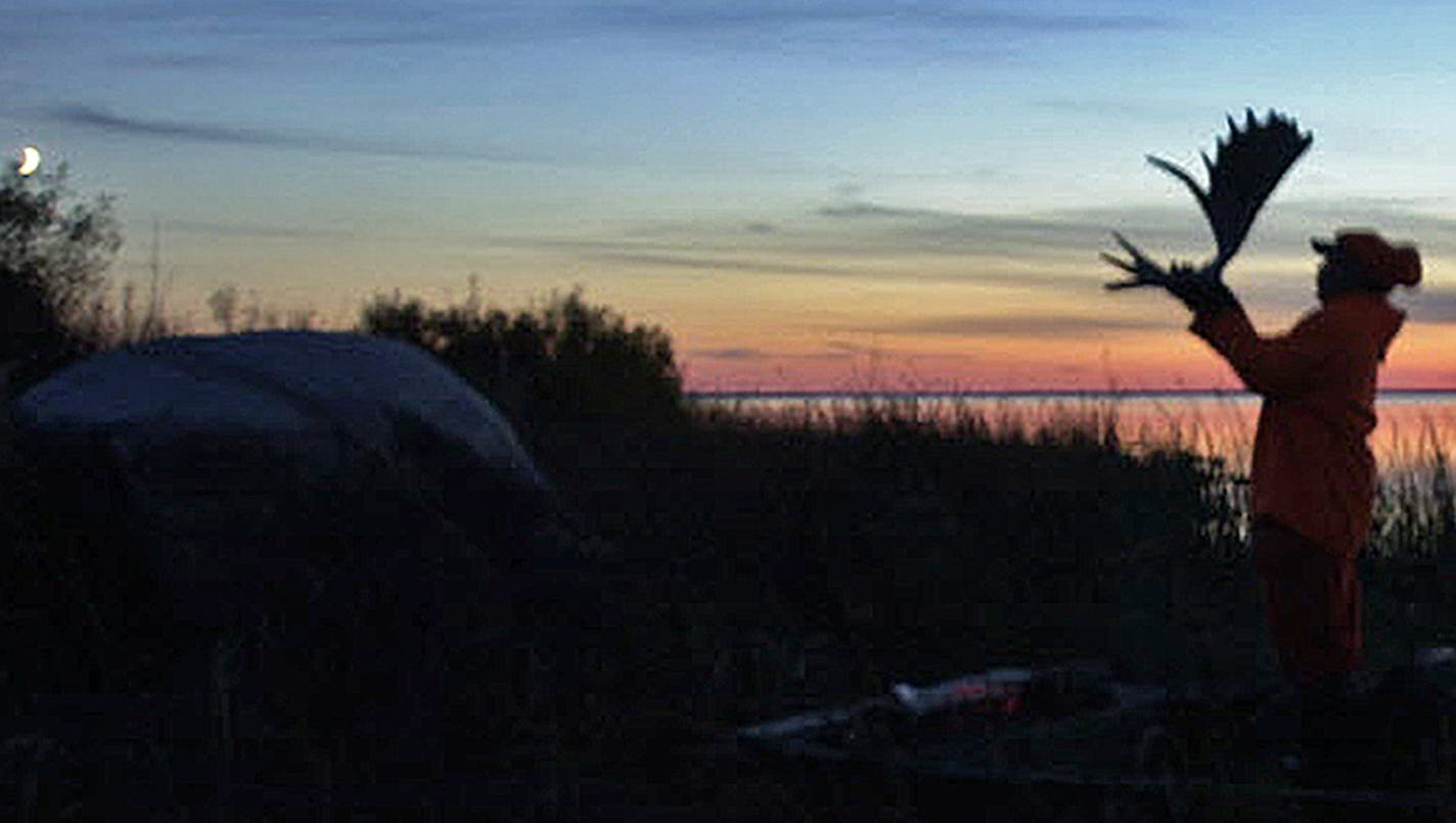 Using a moose antler to rub against trees and otherwise simulate the sound a bull moose makes, especially during the rut, is one means to hunt these big animals.