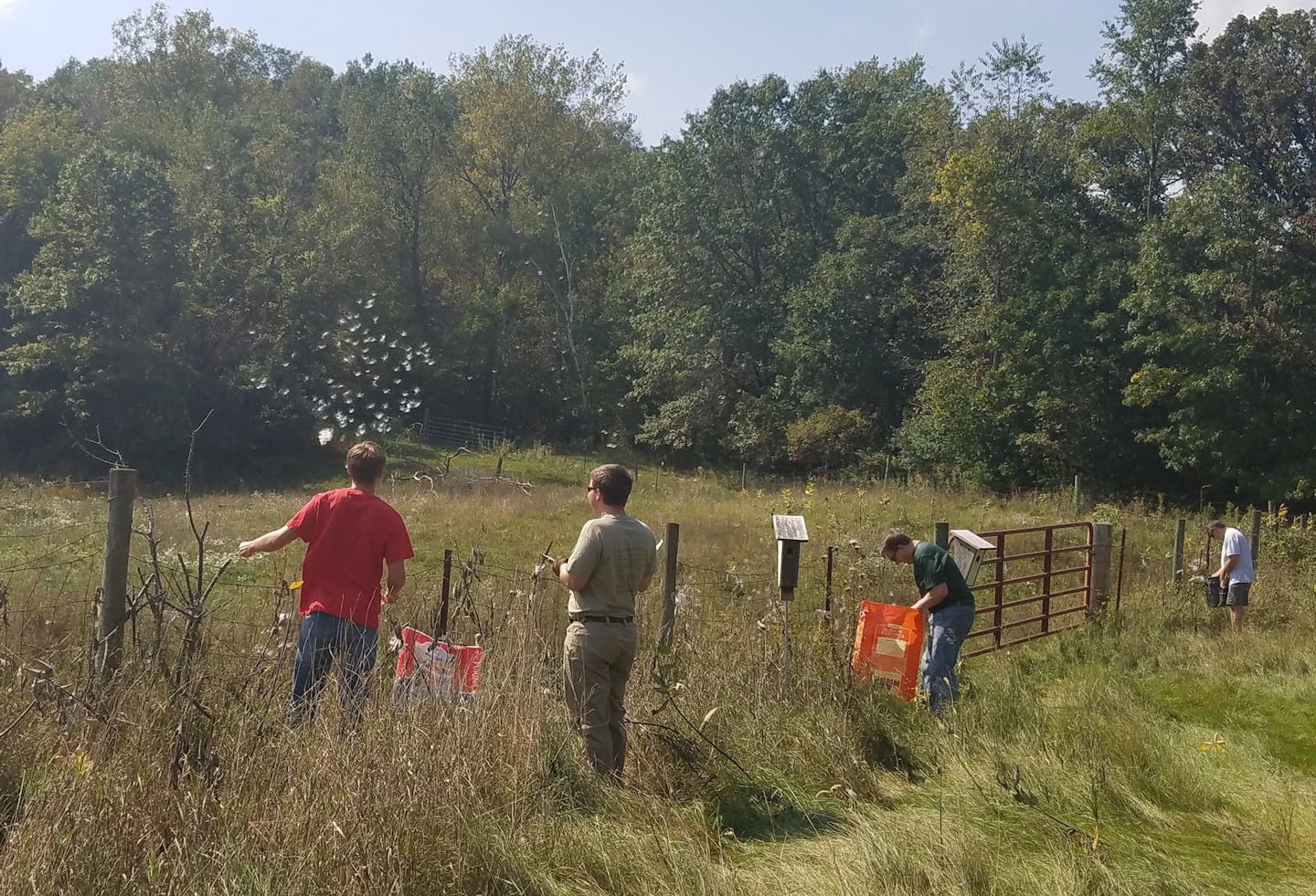 Eric Miers and fellow Scouts collecting milkweed pods in September 2017 at Darvan Acres.