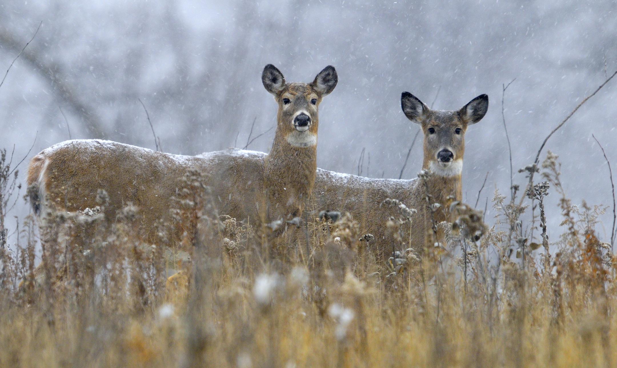 Pretty as white-tailed deer are, they're also tough. These two does paused while feeding in a meadow during a snow storm ó apparently indifferent to the white stuff coating their backs.