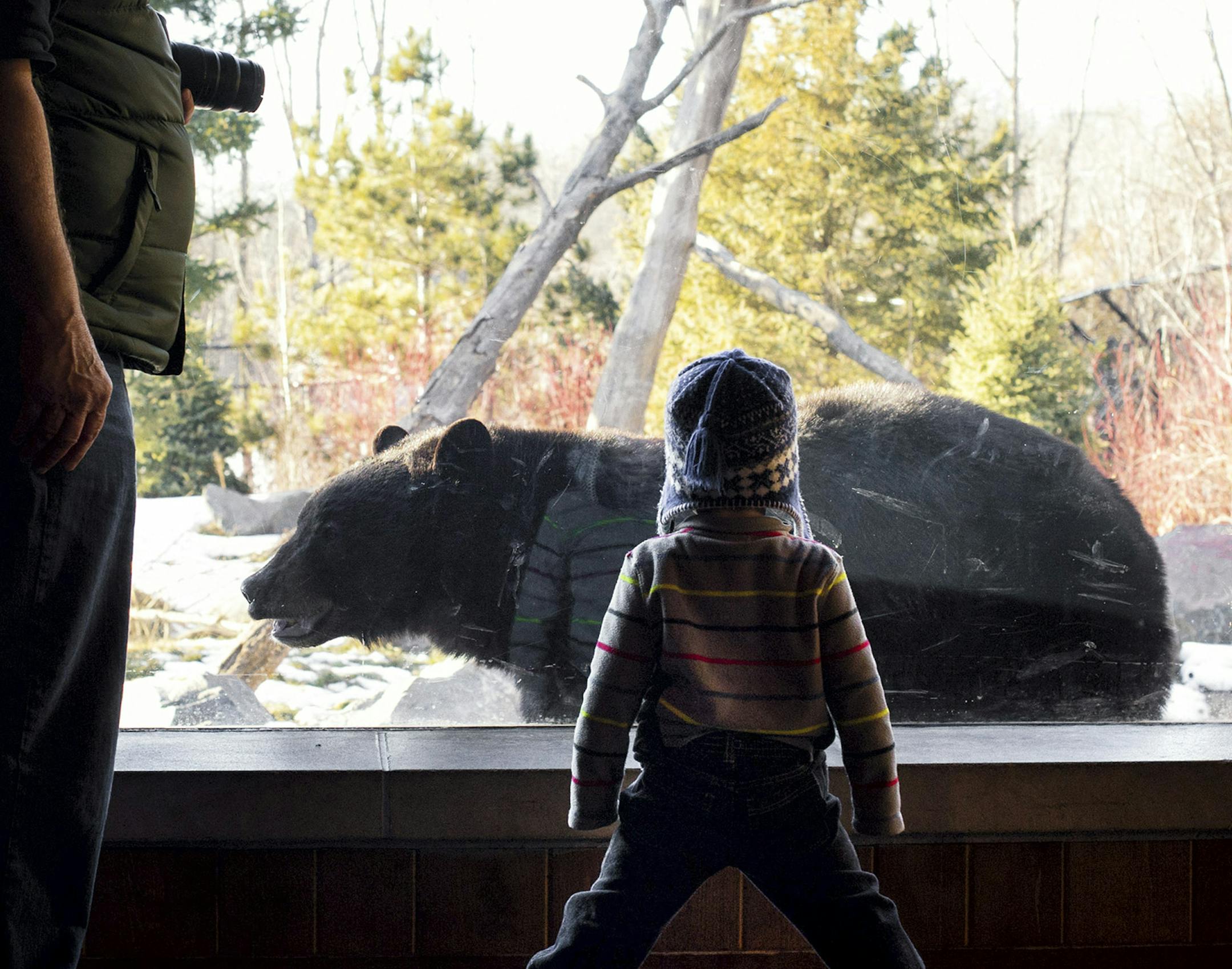 With his grandpa Michael at his side, Gael Fox, 2, stood bravely as an American black bear walked right up to him at the Minnesota Zoo. ] GLEN STUBBE * GSTUBBE@STARTRIBUNE.COM Friday, January 30, 2015 Minnesota Zoo officials are asking the state for $1.5 million in emergency funding to keep all the exhibits open. ORG XMIT: MIN1501301704088196 ORG XMIT: MIN1501301722118206