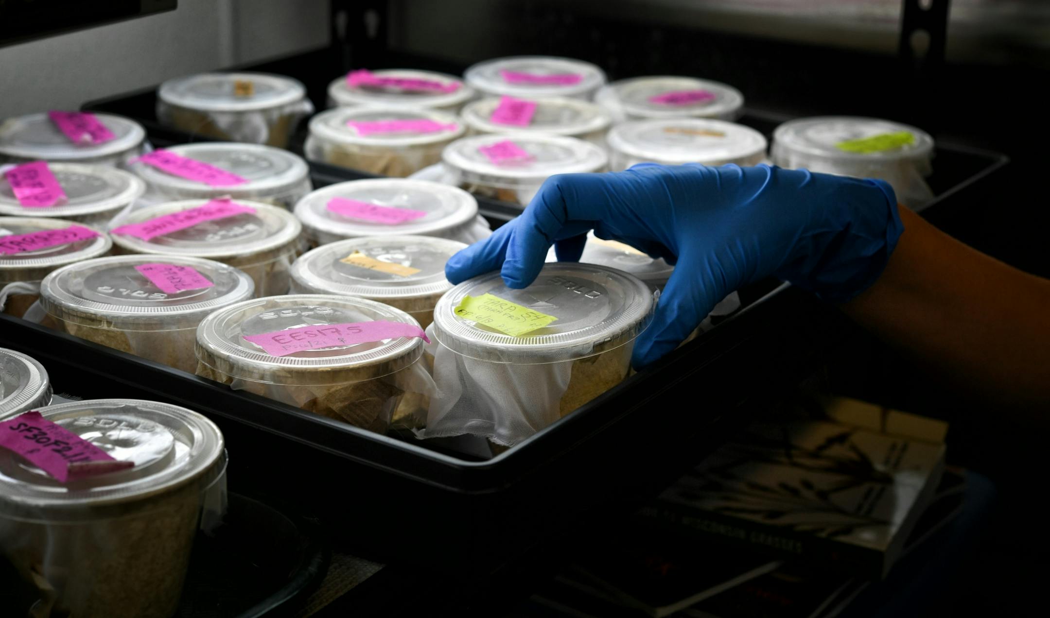 Dakota Skippers in pupa stage are prepped for transport where they will be reintroduced to the prairie.