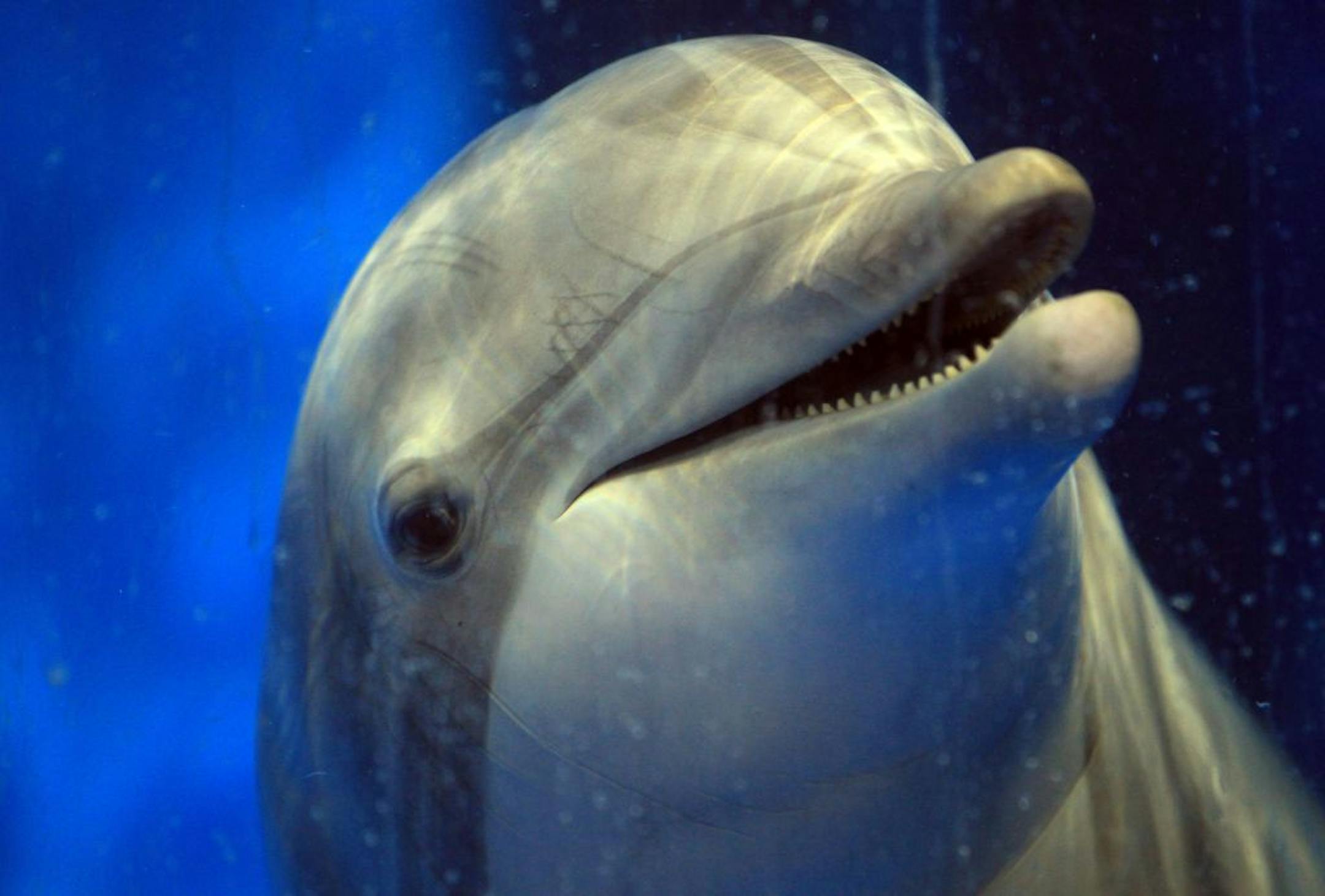 Allie the dolphin swam up the viewing glass at the Minnesota Zoo on Monday, May 14, 2012 in Apple Valley, Minn.