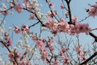 Plum Blossoms in Nanjing
