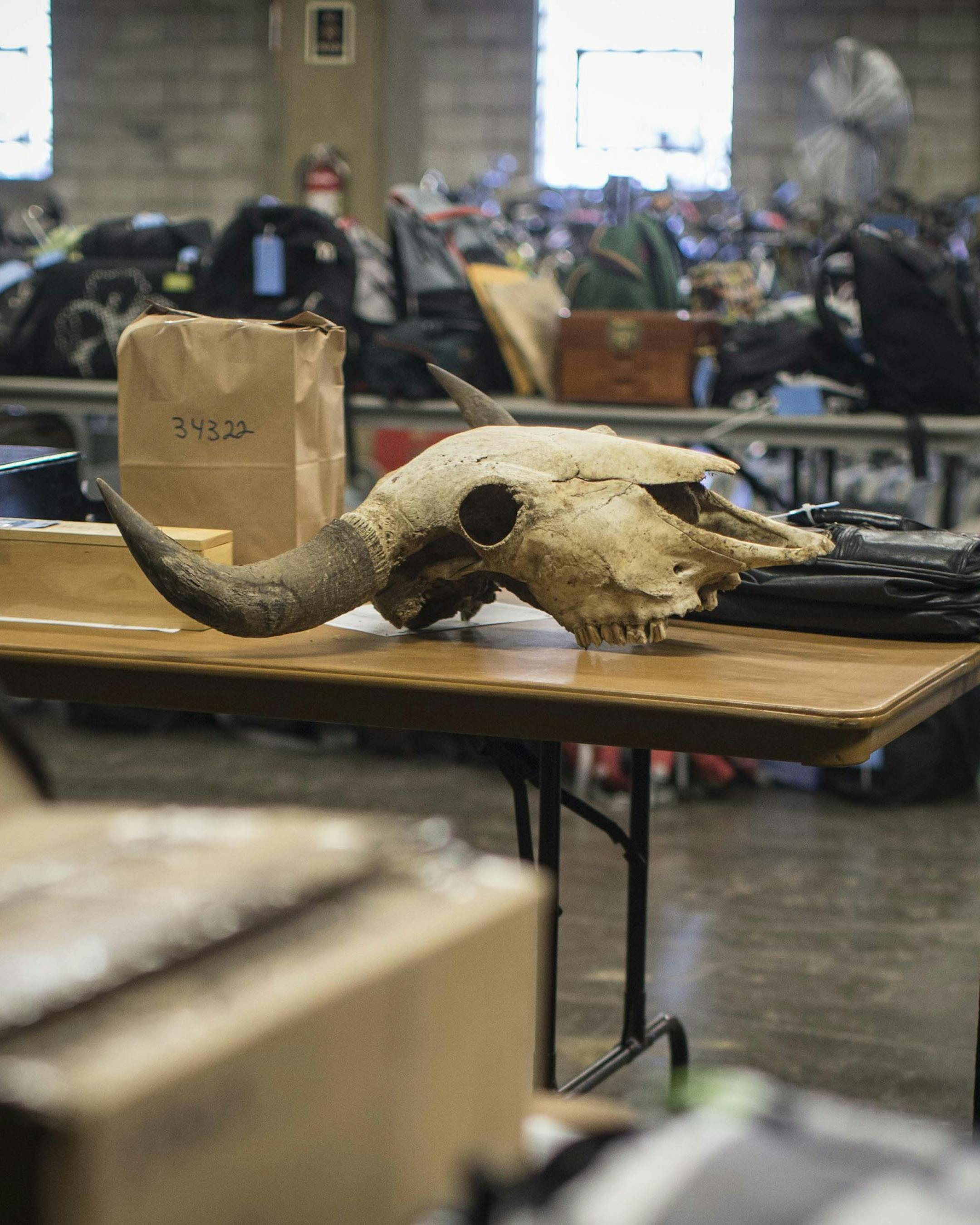 A cow skull on part of three long tables full of stolen items recovered by Sgt. Richard Jackson from a robbery suspect's home recently. Photographed on Monday, September 14, 2015 in Minneapolis, Minn. ] RENEE JONES SCHNEIDER • reneejones@startribune.com