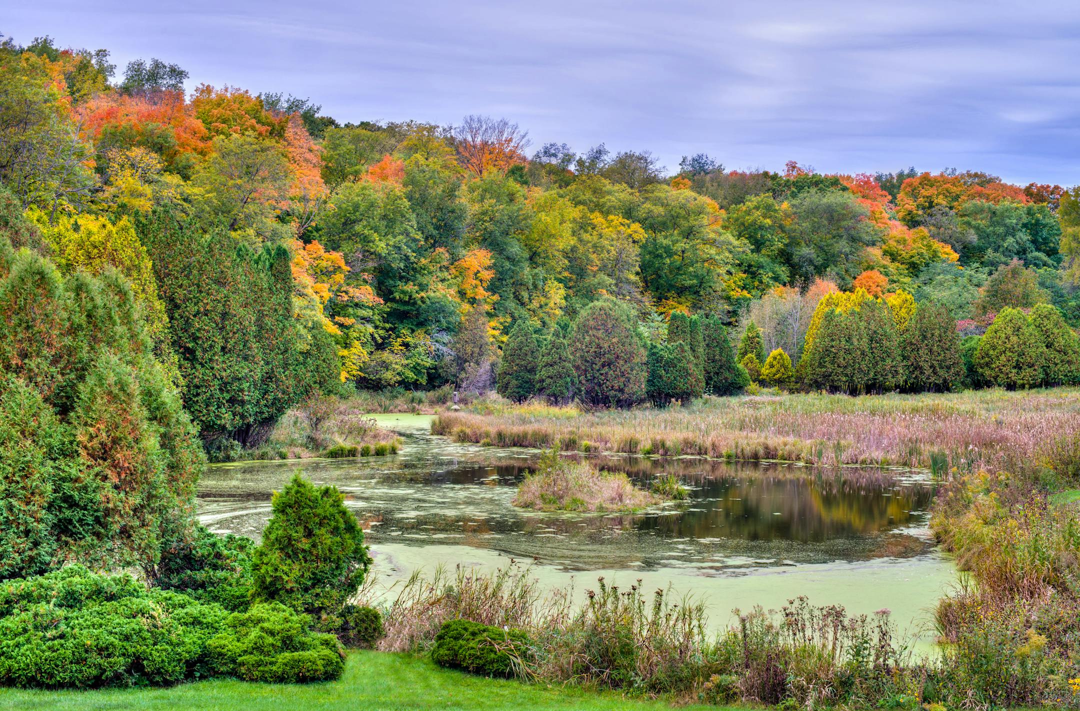 "Iris Pond in Fall," a photo by Don Olson