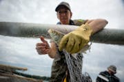 Beth Holbrook, a fish researcher, untangled a cisco that was caught in one of the nets set by biologists researching the fish in a northern Minnesota 