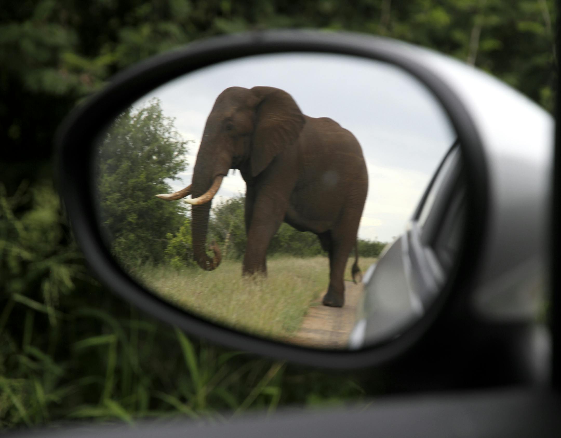 A 2014 photo of an elephant in Kruger National Park in South Africa.