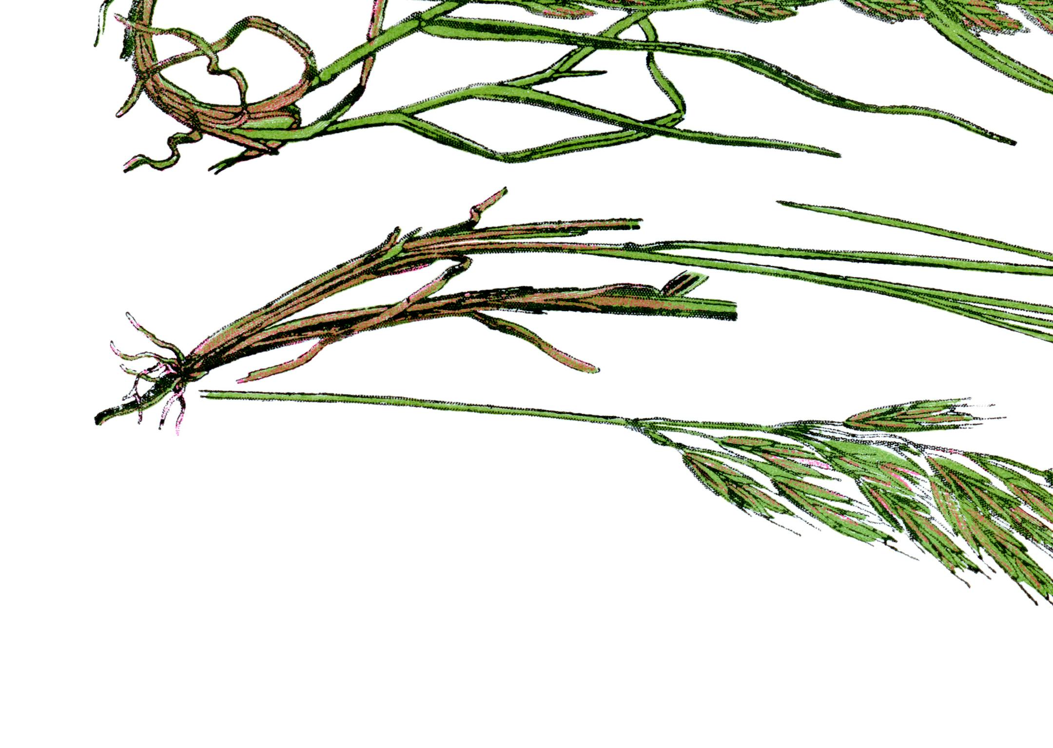 Ryegrass on white background engraved by P.Klincksieck and published in 1891 by the "Bibliotheque de poche du naturalist". Digital restoration by PLAINVIEW.
