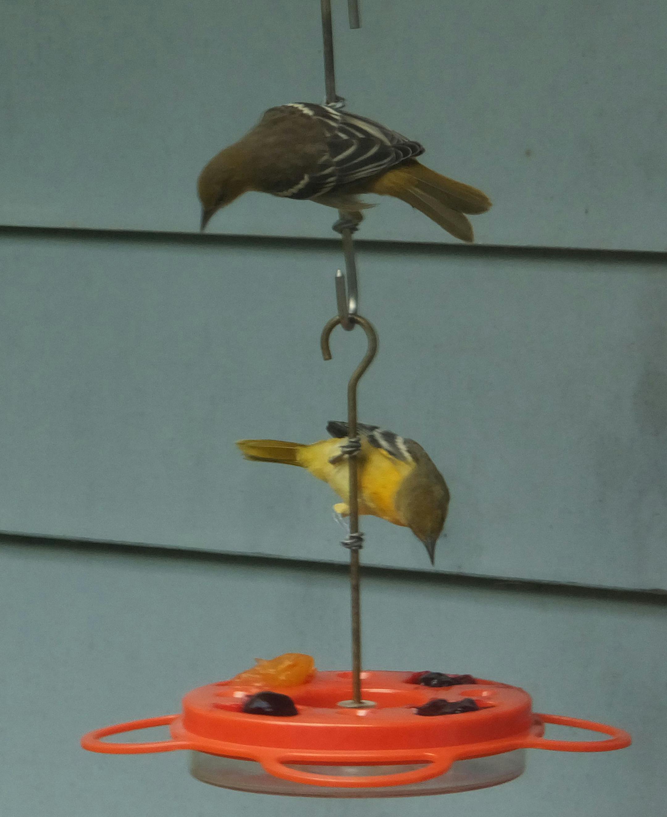 Portal Species for Outdoors Weekend