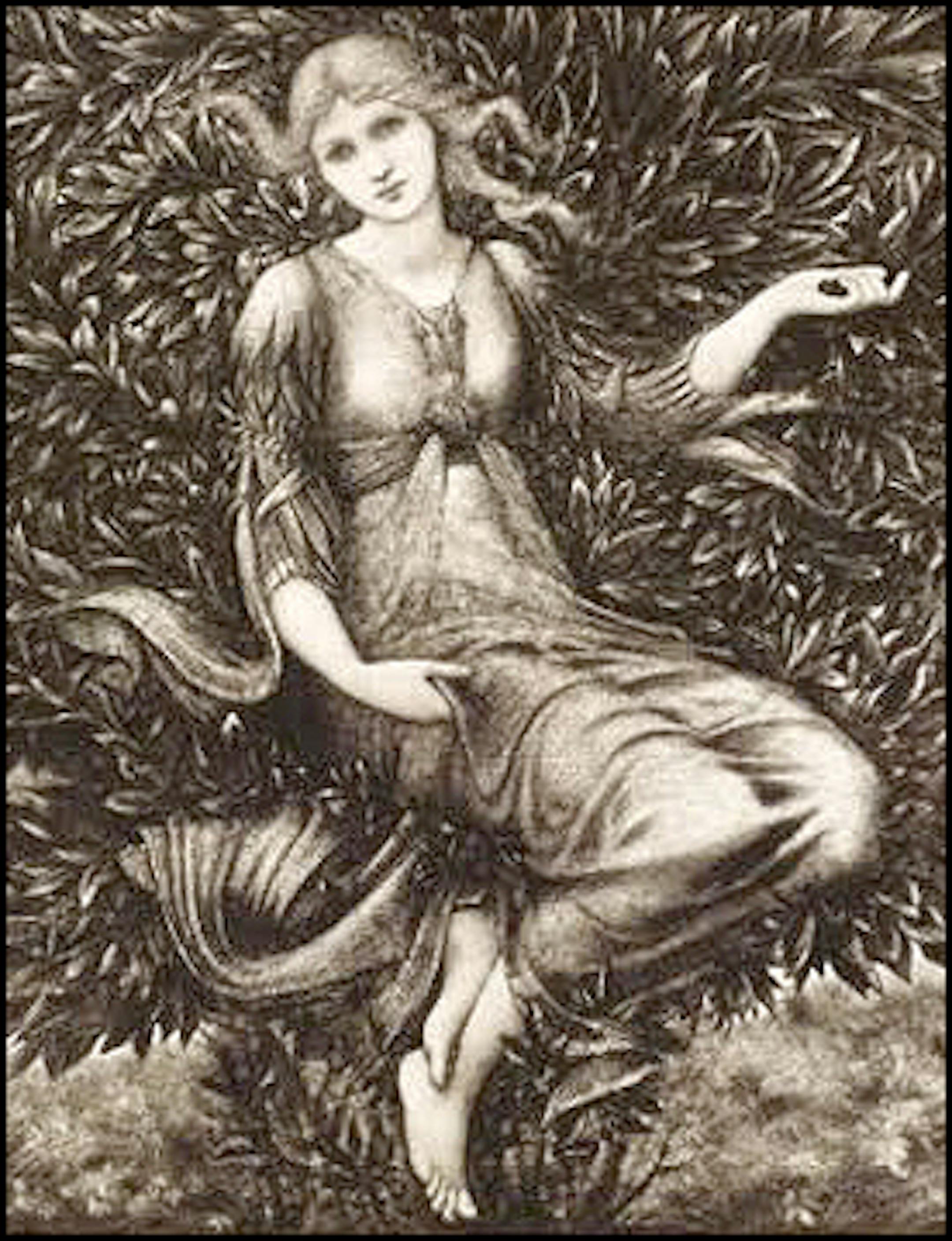 A Wood Nymph