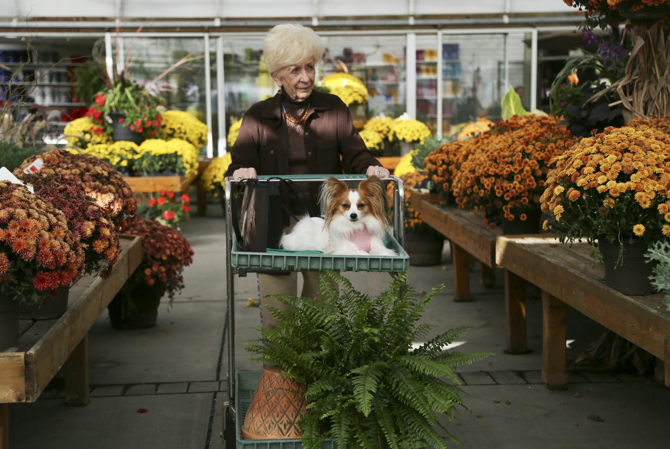Kitty Hull of Maplewood and her female papillon Bijon, 4, shopped for bargains during the 50 percent off going out of business sale at Linder's Greenhouses Inc. Wednesday, Oct. 9, 2013, in St. Paul, MN.](DAVID JOLES/STARTRIBUNE) djoles@startribune.com Linder's Nurseries, which began business in 1910 as a truck farm and grew into one of the most successful nursery businesses in the Twin Cities, announced they are going out of business.**Kitty Hull,cq