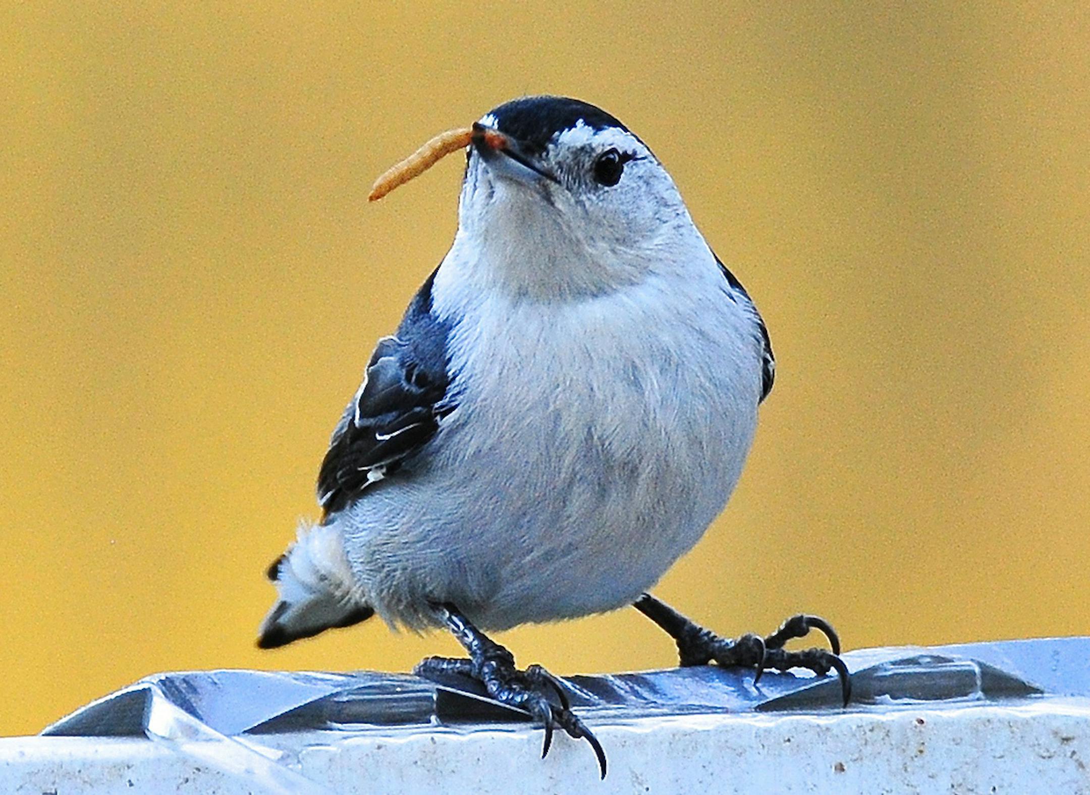Nuthatch enjoys a mealworm Jim Williams, Special to the Star Tribune