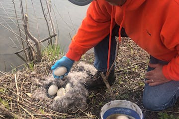 A private company hired by the city of Rochester and a group of volunteers roamed local parks this week searching for goose eggs to slather in corn oi